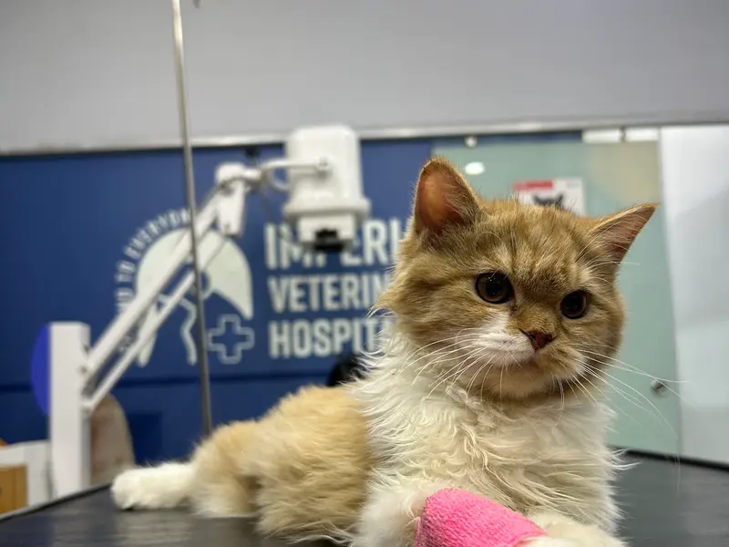 Imperial Veterinary Hospital, photo 5
