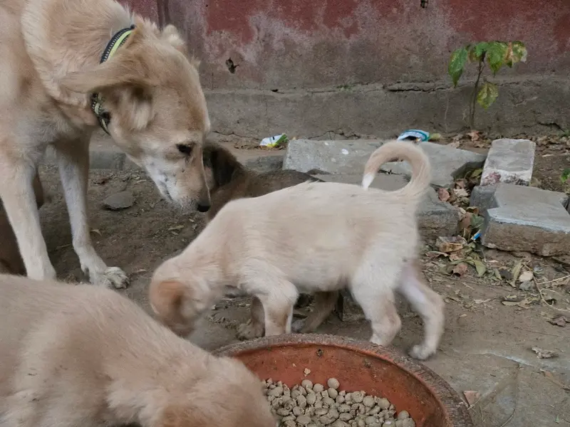 Indian Pet Company- Best Pet Shop in Ahmedabad, photo 2