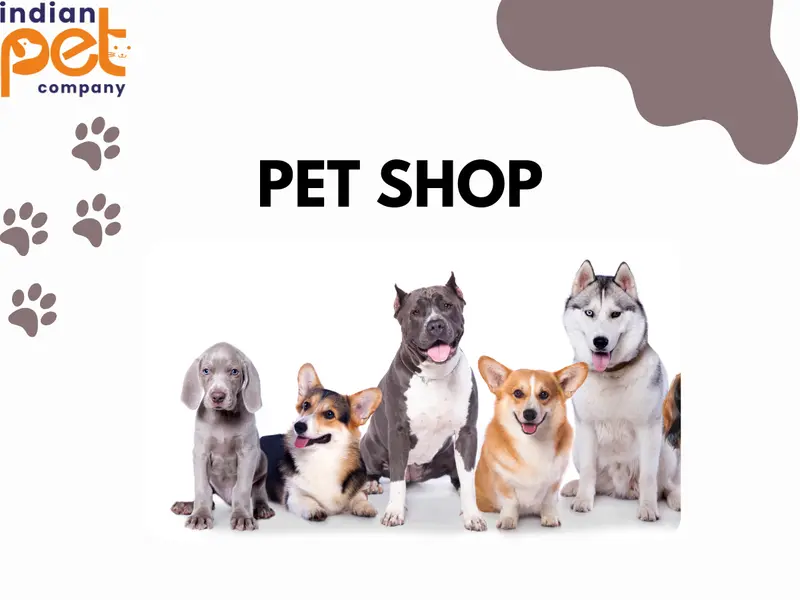 Indian Pet Company- Best Pet Shop in Ahmedabad, photo 5