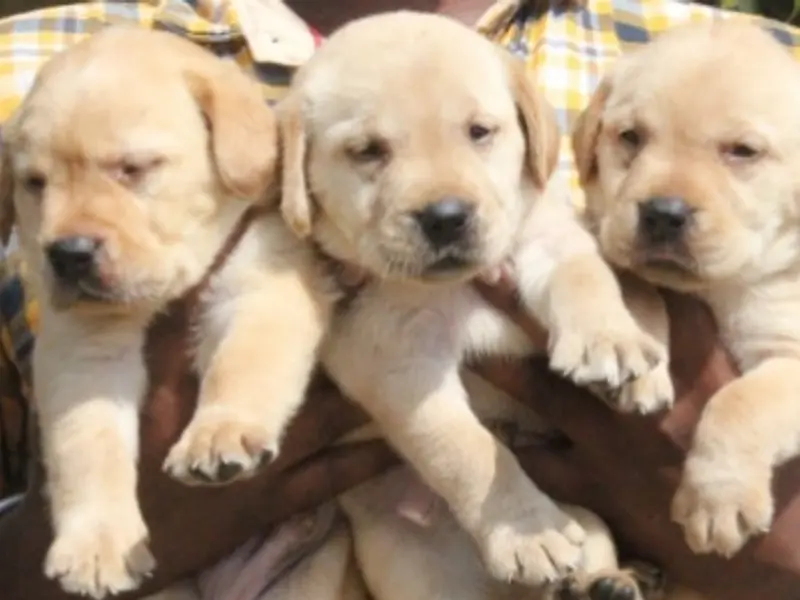 Little Buddies, photo 2