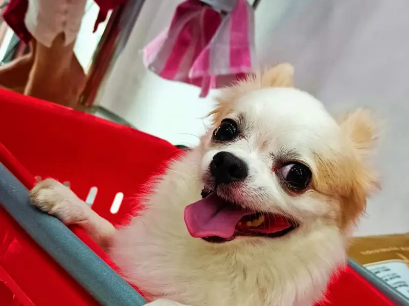 Shreeji Pet Shop, photo 2