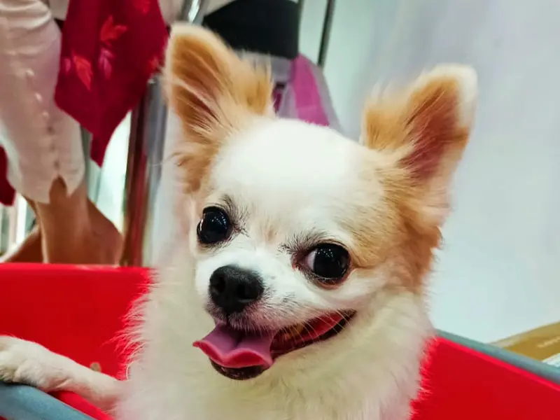 Shreeji Pet Shop, photo 5
