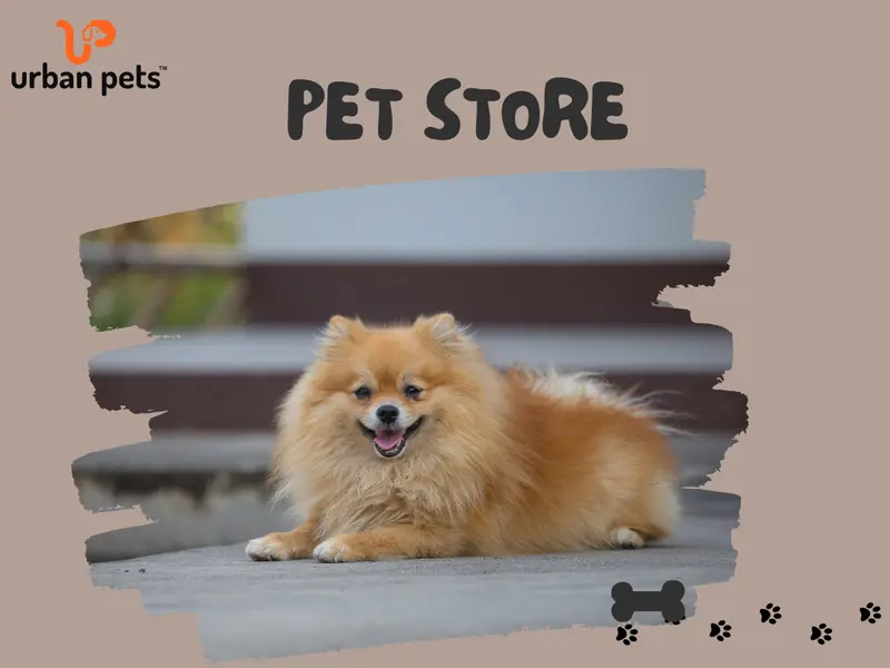 Urban Pets - Dog Shop and Best Pet Shop in Ahmedabad, photo 4