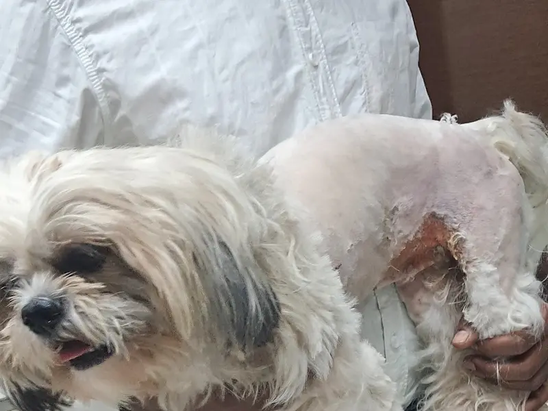 Angel's Touch Veterinary Clinic( Cat clinic,Pet clinic, Dog Clinic, Animal Hospital, Dog Indoor patient Facilities), photo 5