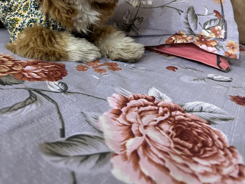 Josu's Pets, photo 5