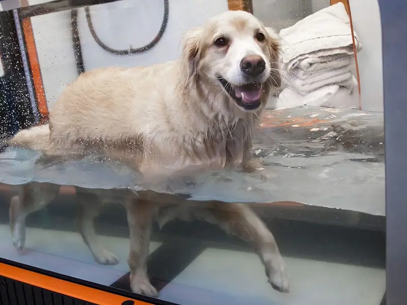 Bowsome Small Animal Hospital 24/7 Emergency veterinary Ahmedabad Dog Cat hydrotherapy physiotherapy pet clinic nutritionist, photo 2