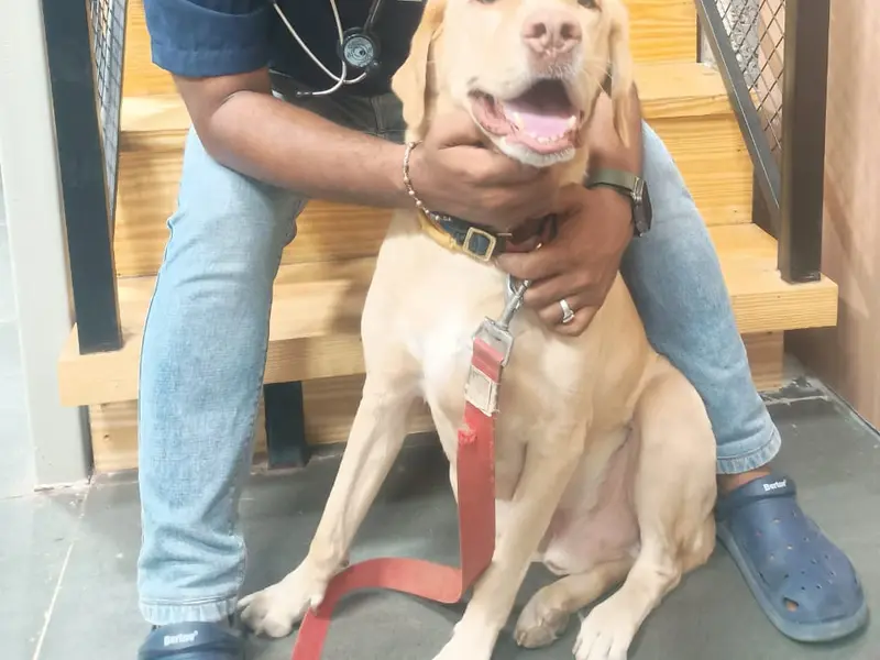 Bowsome Small Animal Hospital 24/7 Emergency veterinary Ahmedabad Dog Cat hydrotherapy physiotherapy pet clinic nutritionist, photo 3