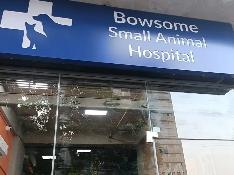 Bowsome Small Animal Hospital 24/7 Emergency veterinary Ahmedabad Dog Cat hydrotherapy physiotherapy pet clinic nutritionist, photo 4