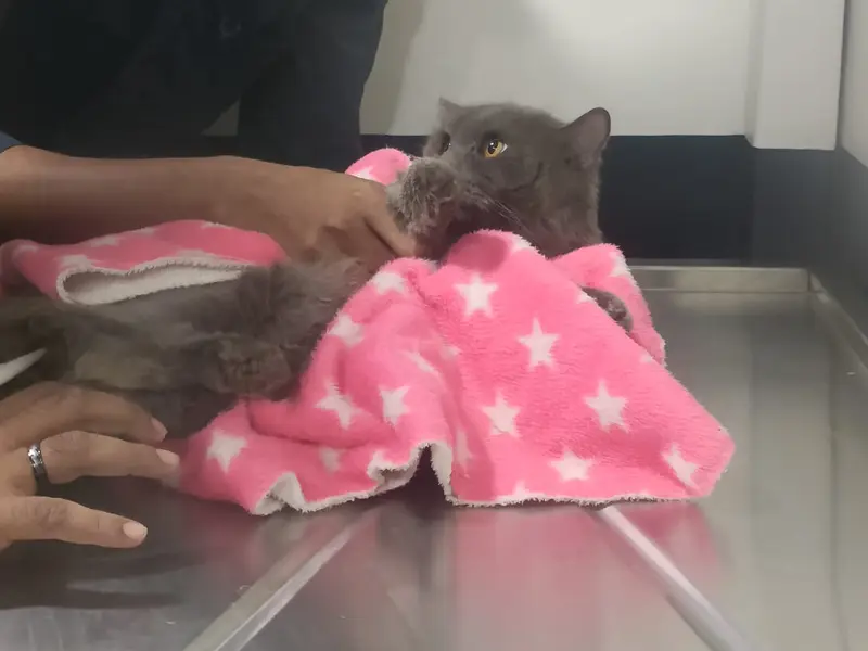 Bowsome Small Animal Hospital 24/7 Emergency veterinary Ahmedabad Dog Cat hydrotherapy physiotherapy pet clinic nutritionist, photo 5
