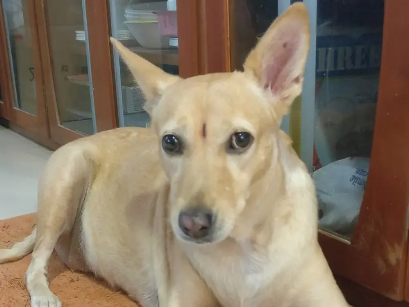Dr. Chirag Dave's Pets' Clinic, photo 3