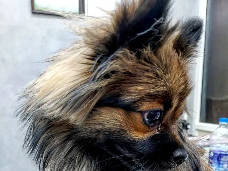 Dr. Patel Pet Clinic, photo 4