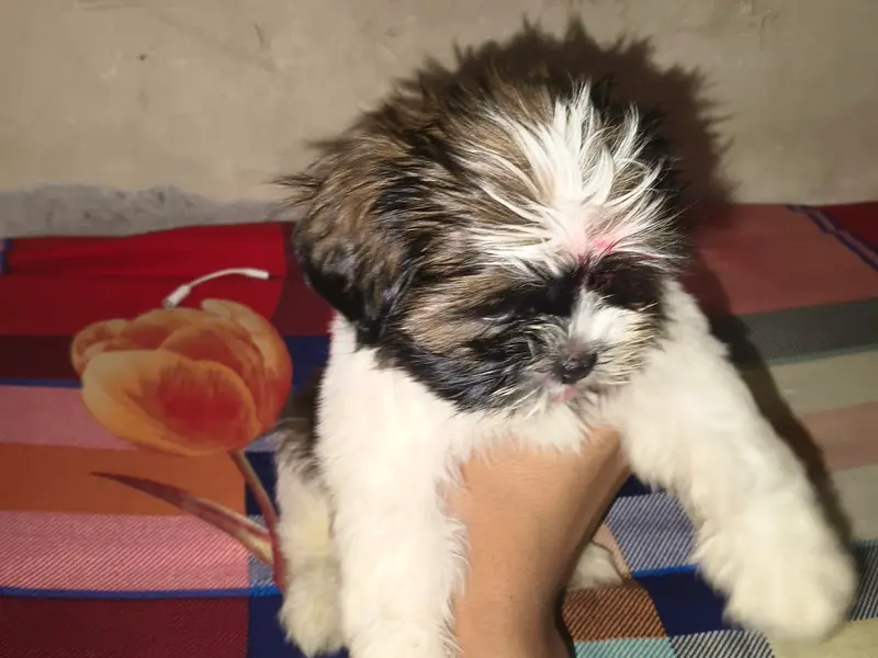 Gujarat pet shop, photo 3