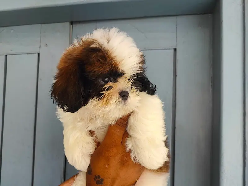 Gujarat pet shop, photo 5