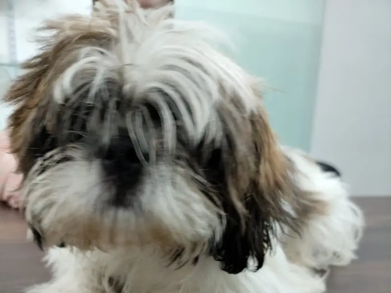 STAR PET CLINIC (Dr.DHAVAL PATEL)( Veterinary Physician & Surgeon), photo 2