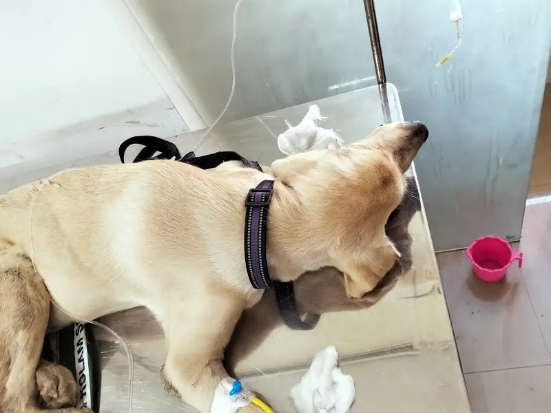 STAR PET CLINIC (Dr.DHAVAL PATEL)( Veterinary Physician & Surgeon), photo 3