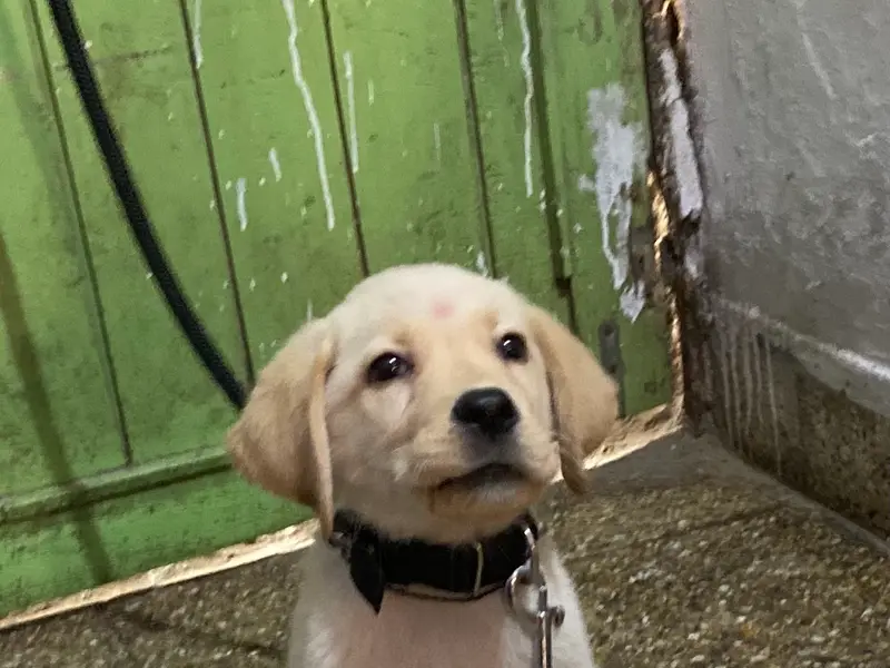 STAR PET CLINIC (Dr.DHAVAL PATEL)( Veterinary Physician & Surgeon), photo 4