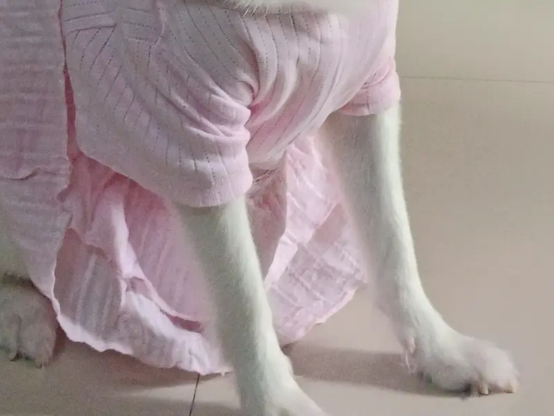 STAR PET CLINIC (Dr.DHAVAL PATEL)( Veterinary Physician & Surgeon), photo 5