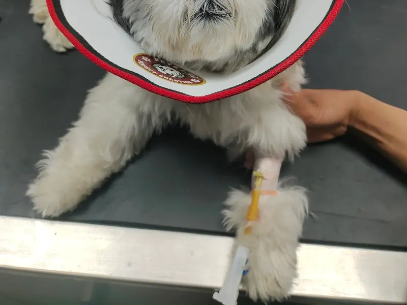 City Paws Pet Clinic, photo 2