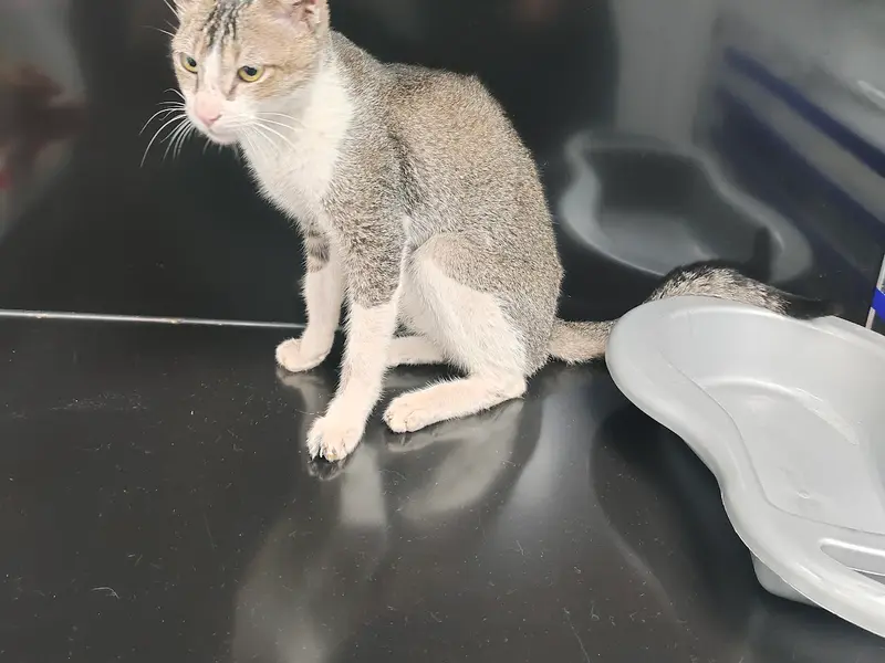 City Paws Pet Clinic, photo 3