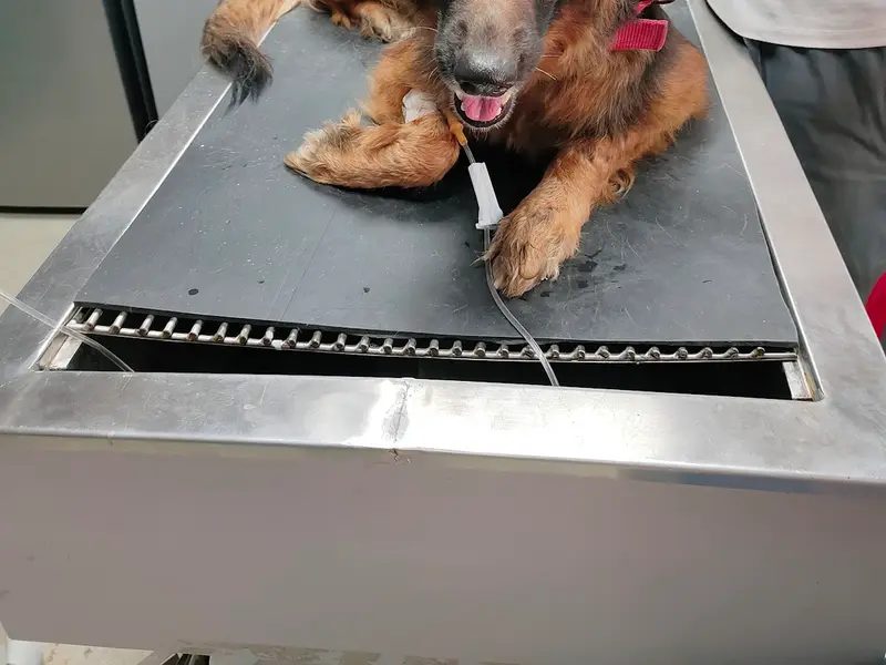 City Paws Pet Clinic, photo 4