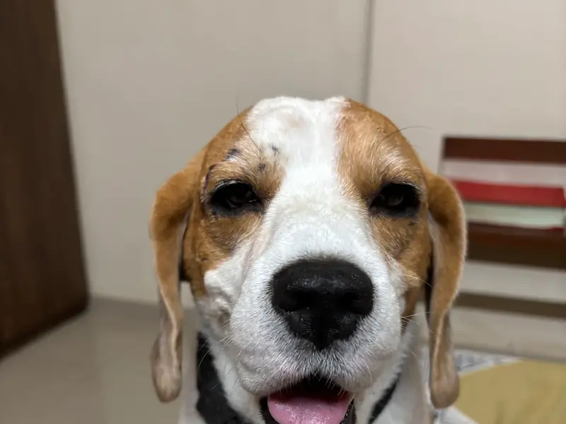Happy Pets Veterinary Clinic, photo 3