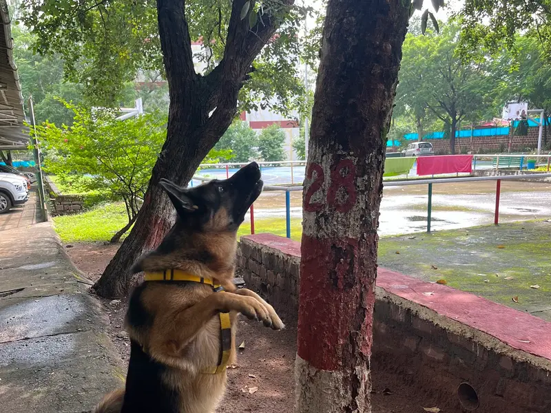 Happy Pets Veterinary Clinic, photo 4