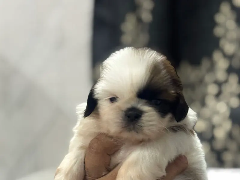Preity's Dog Hostel, photo 2