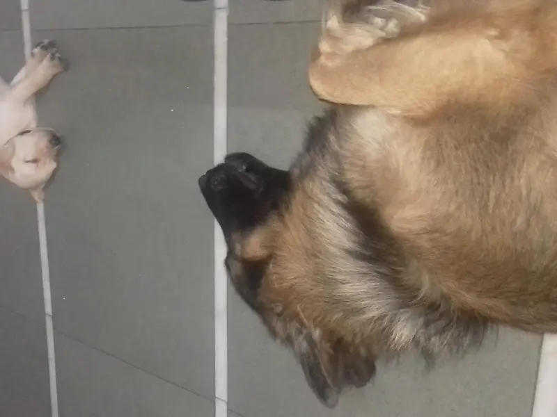 Preity's Dog Hostel, photo 5