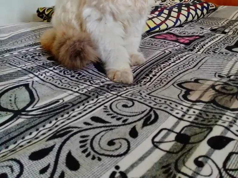Nawaz persain, photo 3