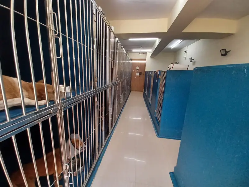 Bozo Wags Veterinary Hospital & Pet Services, photo 3