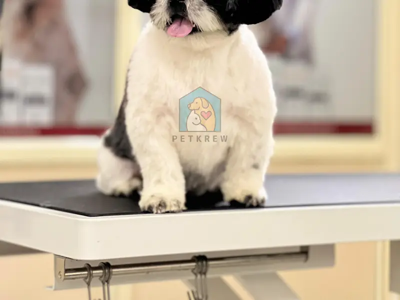 Petkrew - Pet Store, Pet Grooming & Pet Clinic | Nagarabhavi, photo 2