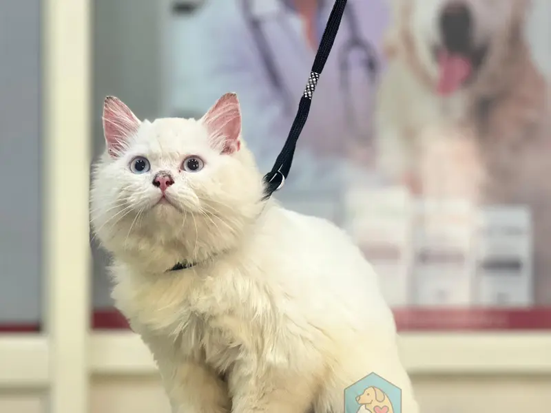 Petkrew - Pet Store, Pet Grooming & Pet Clinic | Nagarabhavi, photo 4