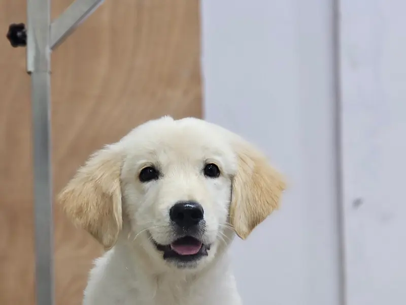 Petkrew - Pet Store, Pet Grooming & Pet Clinic | Nagarabhavi, photo 5