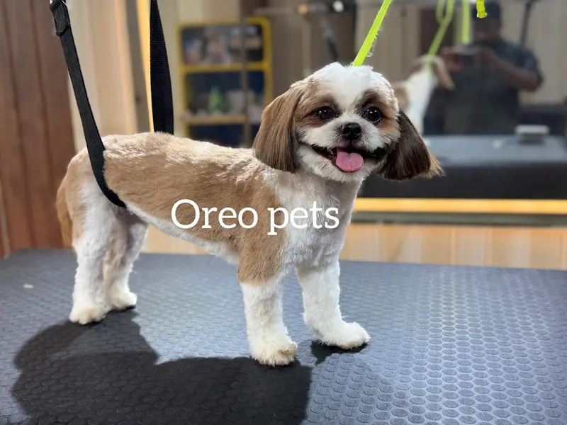 Sree Vari pet grooming, photo 2
