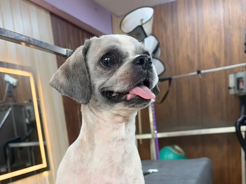 Sree Vari pet grooming, photo 5