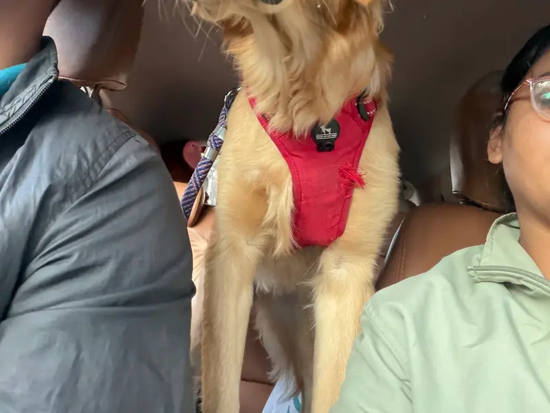 We Care Pet Creche & Day Care, photo 5