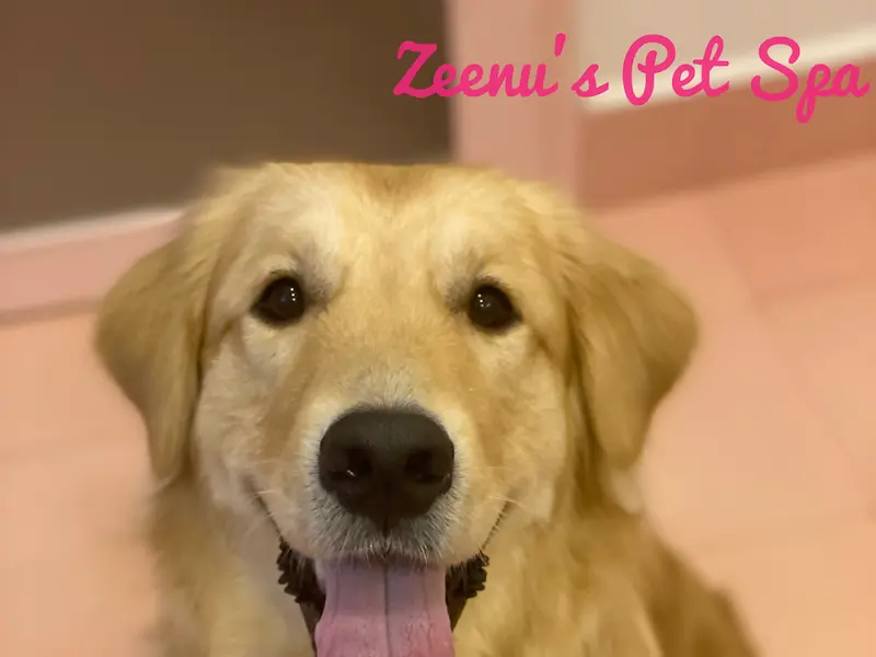 Zeenu’s Pet Spa, photo 2