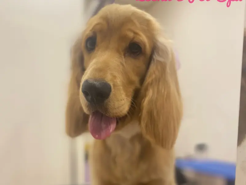Zeenu’s Pet Spa, photo 3