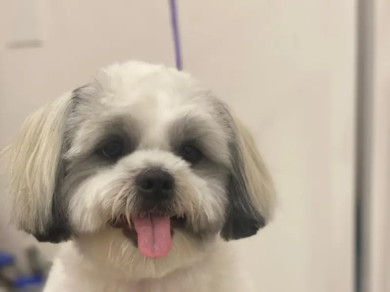 Zeenu’s Pet Spa, photo 4