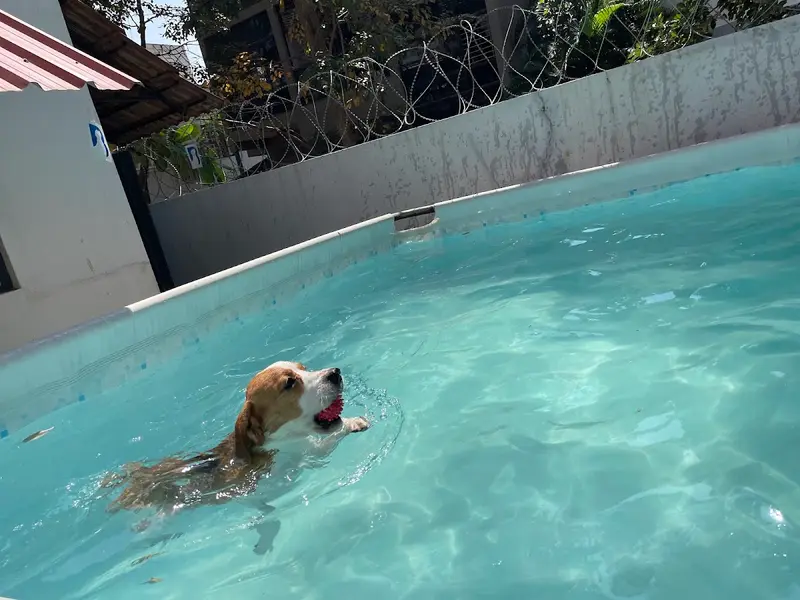 Becky's Bow Wow House, photo 4