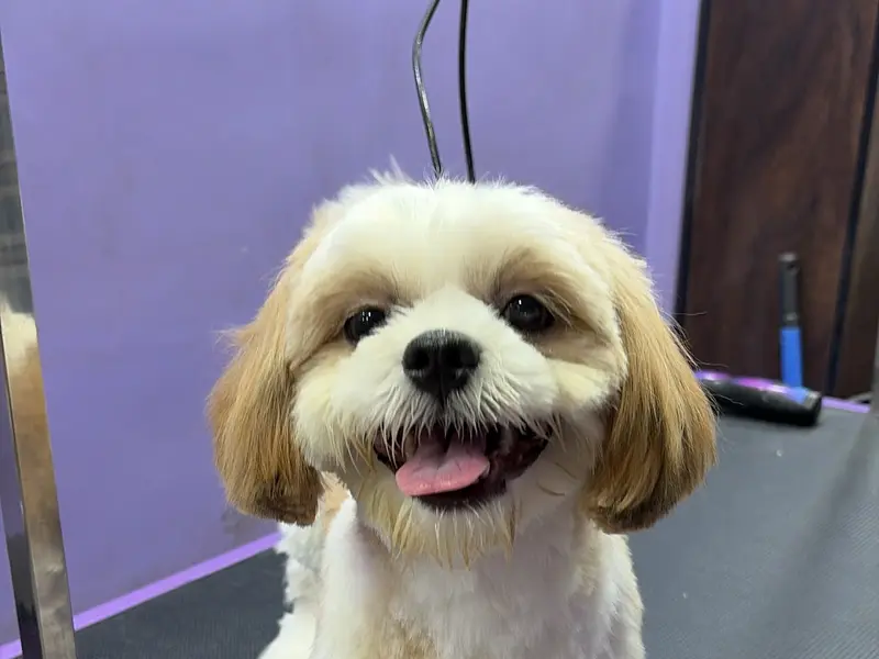 CURLY CUTS PET GROOMING, photo 3