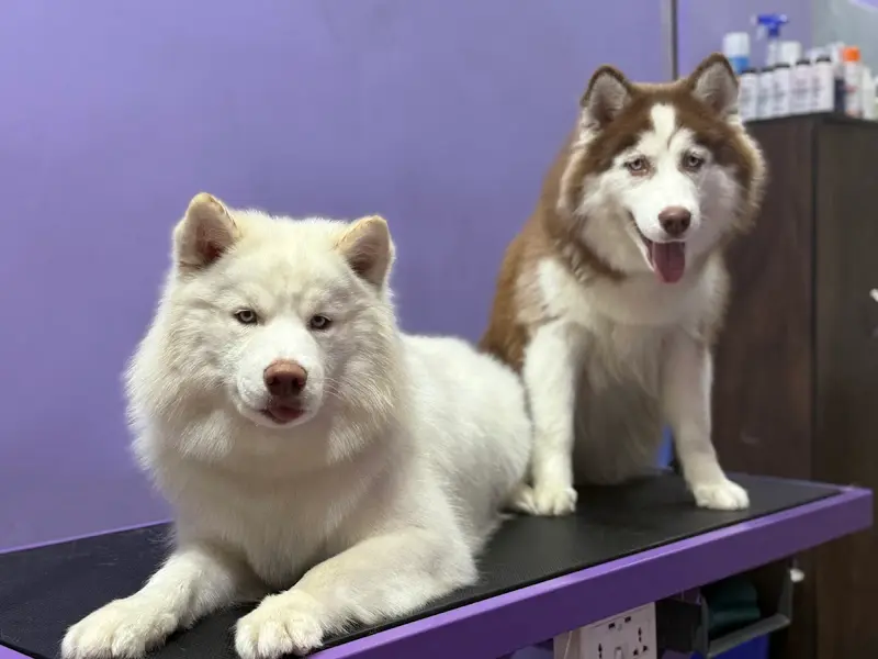 CURLY CUTS PET GROOMING, photo 4