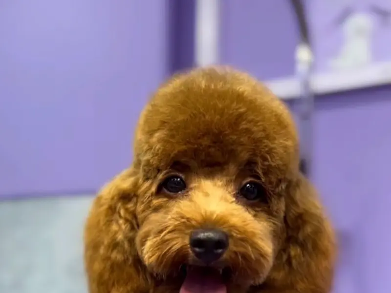 CURLY CUTS PET GROOMING