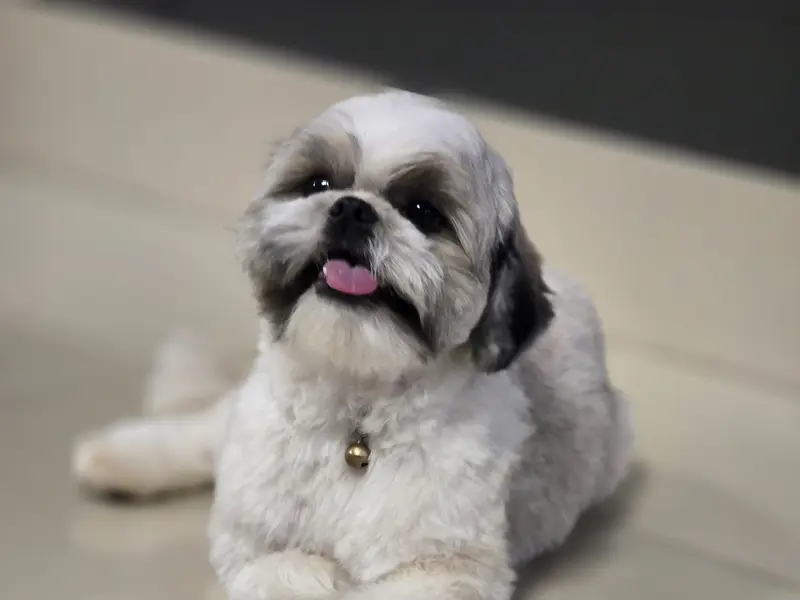 Mr. Pawfect | Pet Store | Pet Spa | Pet Clinic, photo 2