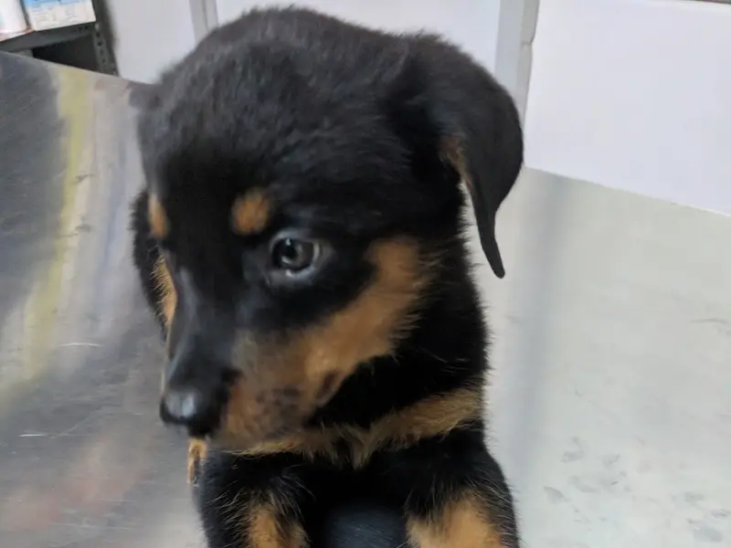 Prajna Veterinary Clinic, photo 4