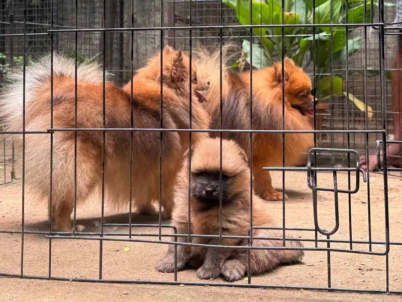 Quality Pets - Dog Sales In Bangalore, photo 2
