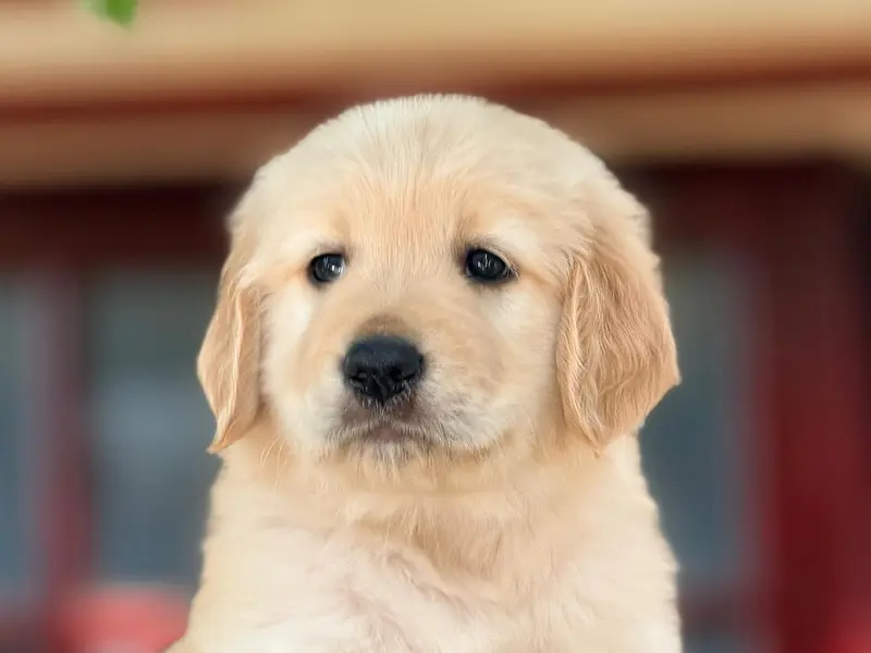 Quality Pets - Dog Sales In Bangalore, photo 3