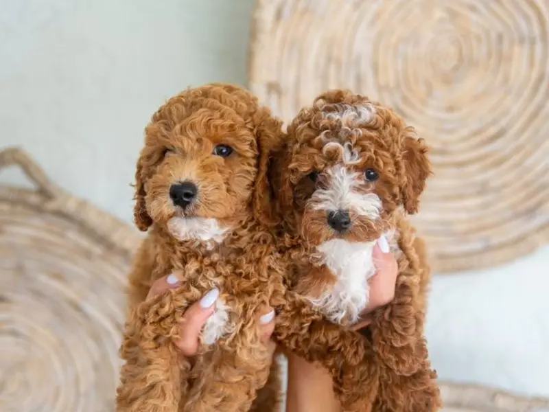 Quality Pets - Dog Sales In Bangalore, photo 4