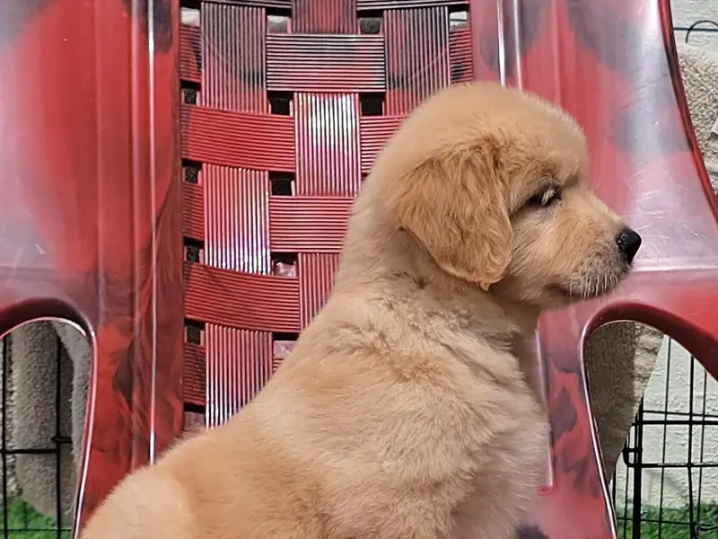 Quality Pets - Dog Sales In Bangalore, photo 5