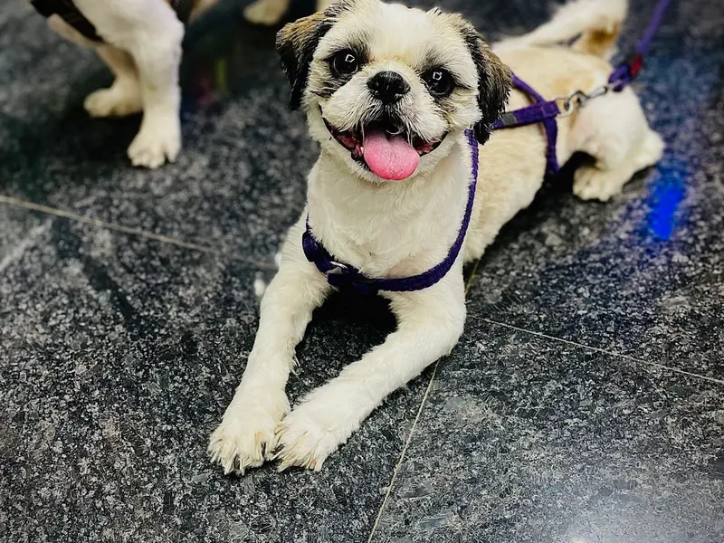 RS Veterinary Clinic | Best Pet Clinic in Banashankari, photo 4